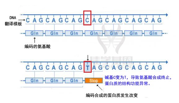 【佳学基因-基因检测】图解|基因突变的类型有哪些? 【佳学基因-基因检测】图解|基因突变的类型有哪些?