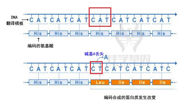 【佳学基因-基因检测】图解|基因突变的类型有哪些? 【佳学基因-基因检测】图解|基因突变的类型有哪些?
