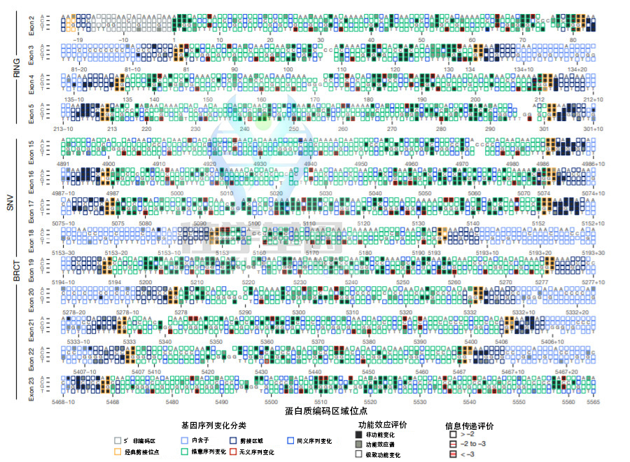 【佳学基因检测】开发高速验证基因解码结果的技术:基因检测加速退出 【佳学基因检测】开发高速验证基因解码结果的技术:基因检测加速退出