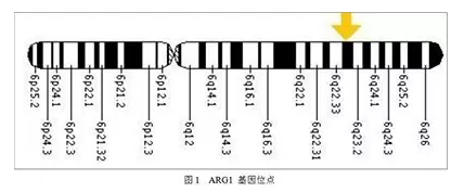 【佳学基因检测】精氨酸酶缺乏症基因解码、基因检测