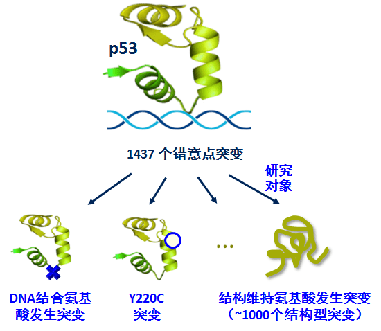 【佳学基因检测】基因解码如何根据肿瘤致病基因设计和寻找新型肿瘤靶向治疗药物? 【佳学基因检测】基因解码如何根据肿瘤致病基因设计和寻找新型肿瘤靶向治疗药物?