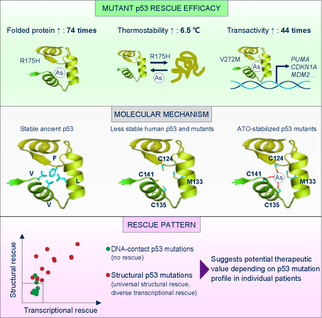【佳学基因检测】基因解码如何根据肿瘤致病基因设计和寻找新型肿瘤靶向治疗药物? 【佳学基因检测】基因解码如何根据肿瘤致病基因设计和寻找新型肿瘤靶向治疗药物?