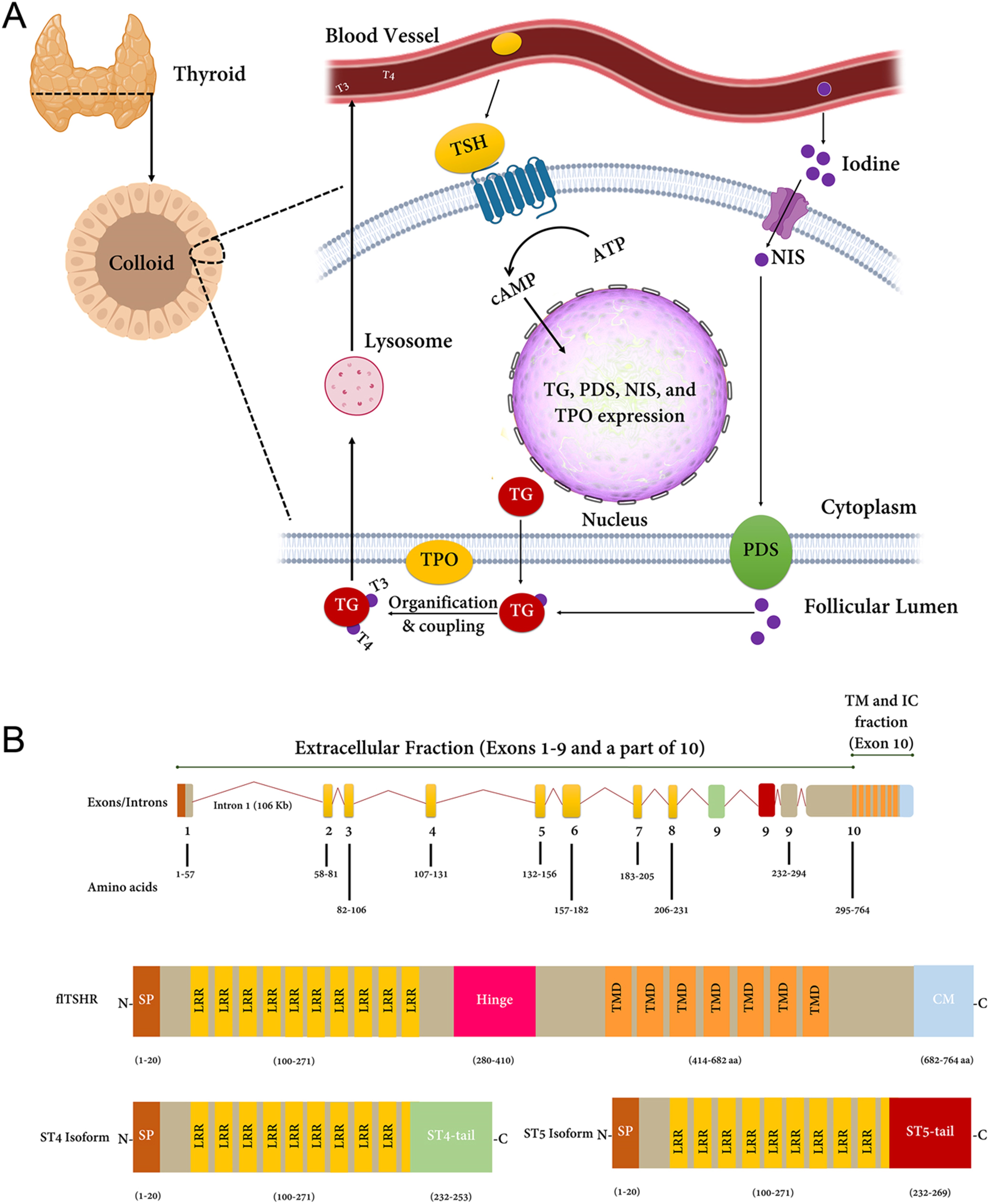 【佳学基因检测】格雷夫斯病基因检测Graves disease 【佳学基因检测】格雷夫斯病基因检测Graves disease