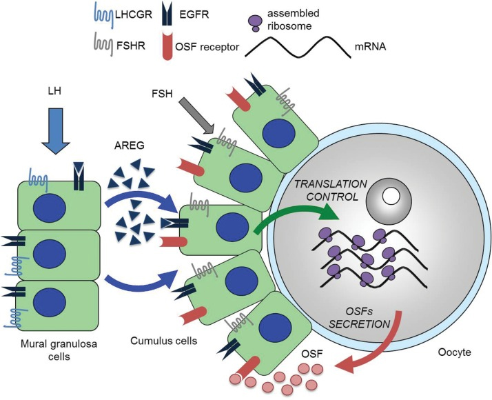 【试管婴儿反复失败基因检测】基因解码移植前胚胎致死的基因原因有哪些？