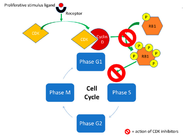 【佳学基因检测12期】靶向肿瘤细胞周期蛋白的药物病理生理环境 【佳学基因检测12期】靶向肿瘤细胞周期蛋白的药物病理生理环境