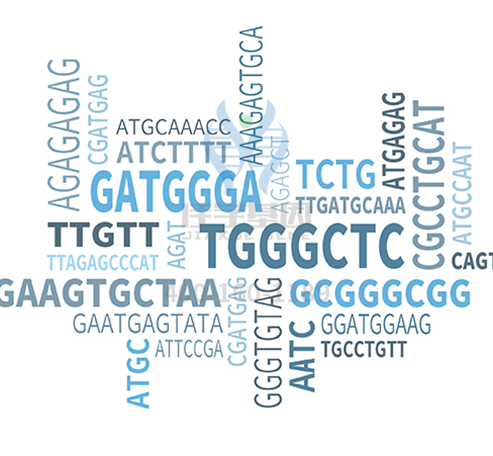【佳学基因-基因检测】男性的苦恼——“秃头” 【佳学基因-基因检测】男性的苦恼——“秃头”