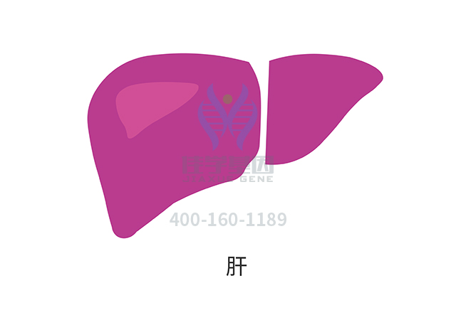 【佳学基因检测】阿拉吉尔综合征(Alagille syndrome)基因解码、基因检测 【佳学基因检测】阿拉吉尔综合征(Alagille syndrome)基因解码、基因检测