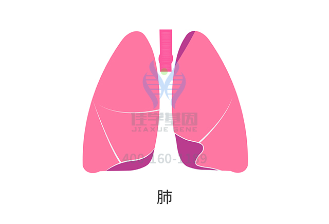 【佳学基因检测】非小细胞肺癌靶向治疗药物泰圣奇基因检测 【佳学基因检测】非小细胞肺癌靶向治疗药物泰圣奇基因检测