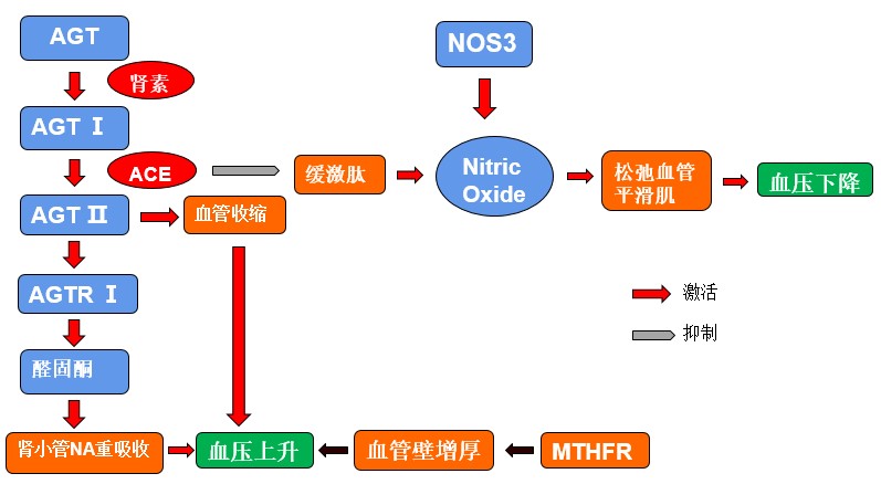 【佳学基因检测】原发性高血压基因解码、基因检测