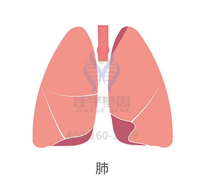 【佳学基因检测】小细胞肺癌基因解码、基因检测 【佳学基因检测】小细胞肺癌基因解码、基因检测