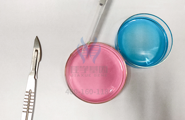 吃得越饱,死的越早?是真的吗? 吃得越饱,死的越早?是真的吗?