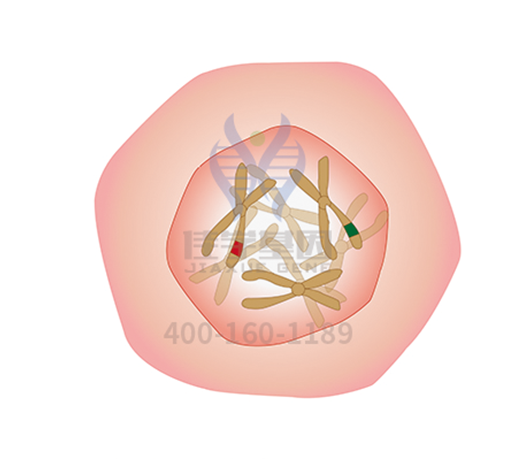 【佳学基因解码-基因检测】听说“鸡蛋”有烦恼 【佳学基因解码-基因检测】听说“鸡蛋”有烦恼