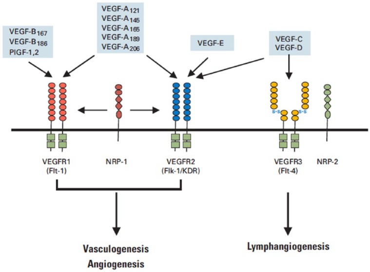 【佳学基因检测】抗血管治疗靶向药物与结直肠癌基因检测 【佳学基因检测】抗血管治疗靶向药物与结直肠癌基因检测